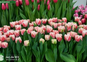 Tulipa Queensland ® (2)